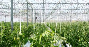 Ingeniería agrícola: la carrera con más salidas y sin alumnos