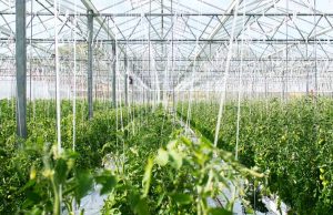 Ingeniería agrícola: la carrera con más salidas y sin alumnos